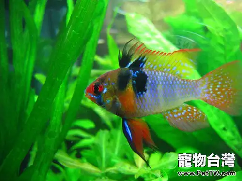 七綵鳳凰魚的品種簡介