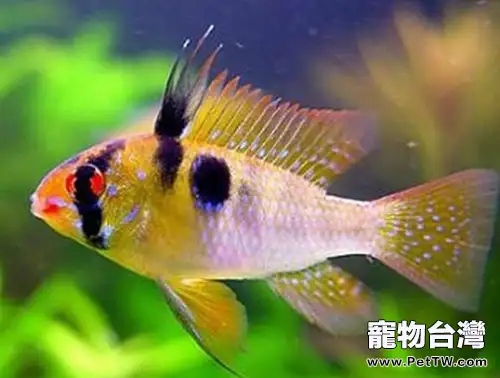 七綵鳳凰魚的飼養環境