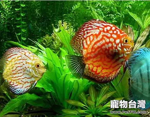 七彩神仙魚的品種簡介