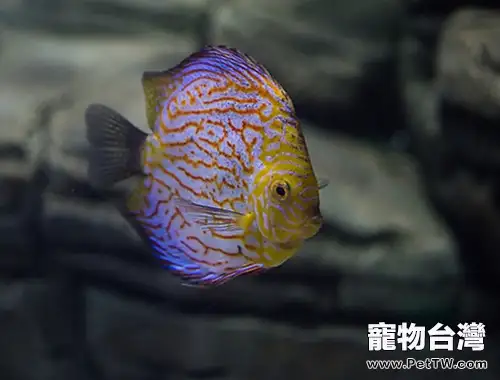 七彩神仙魚的外形特點