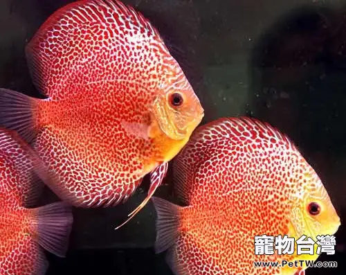 七彩神仙魚的飼養環境