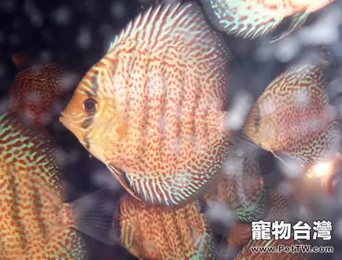 七彩神仙魚的餵食要點(1圖)-寵物台灣