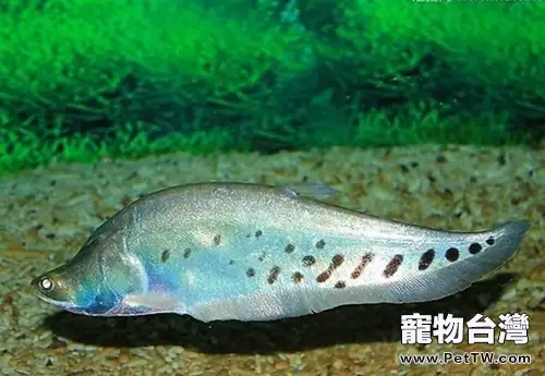 七星刀魚的品種簡介(1圖)-寵物台灣
