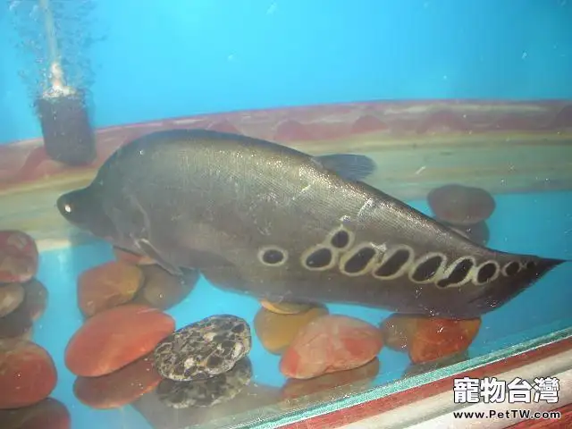 七星刀魚的外形特點(1圖)-寵物台灣