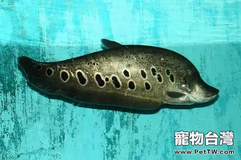 七星刀魚的飼養環境(1圖)-寵物台灣