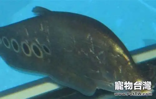 七星刀魚的餵食要點(1圖)-寵物台灣