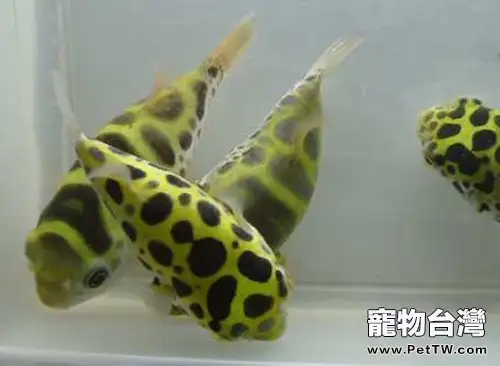 潛水艇魚的品種簡介(1圖)-寵物台灣