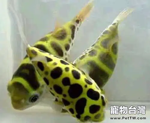 潛水艇魚的外形特點(1圖)-寵物台灣