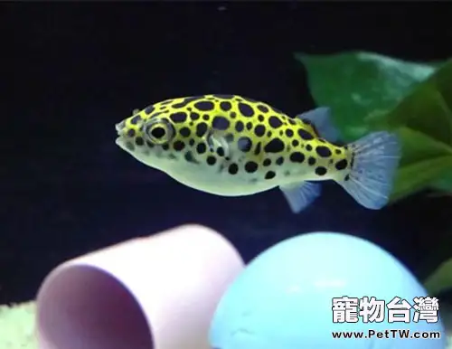 潛水艇魚的飼養環境(1圖)-寵物台灣