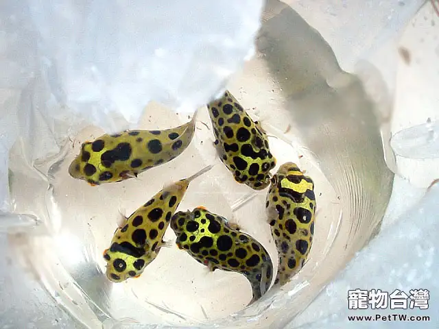 潛水艇魚的餵食要點(1圖)-寵物台灣