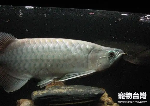 青龍魚的飼養環境