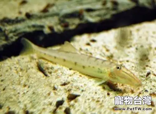 青苔鼠魚的品種簡介(1圖)-寵物台灣