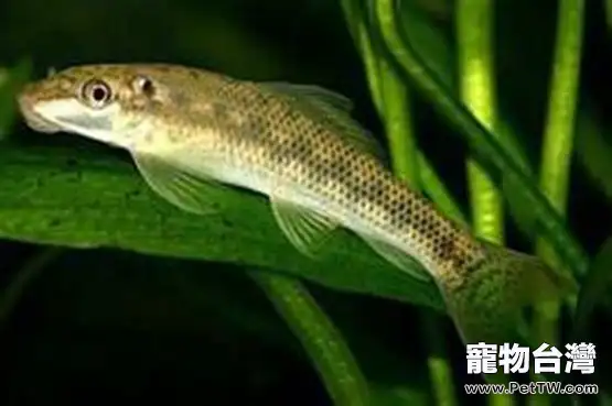 青苔鼠魚的外形特點(1圖)-寵物台灣