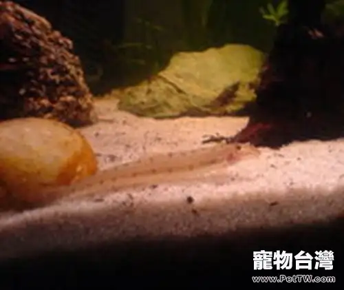 青苔鼠魚的飼養環境(1圖)-寵物台灣