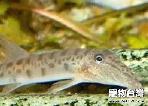 青苔鼠魚的餵食要點(1圖)-寵物台灣