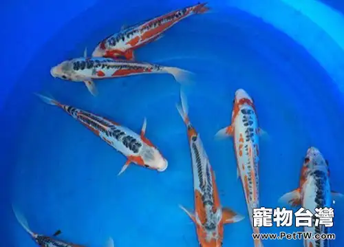 秋翠錦鯉的品種簡介