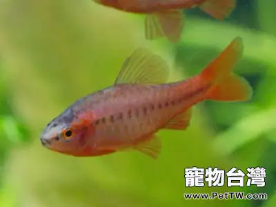 關於櫻桃燈魚的資料介紹
