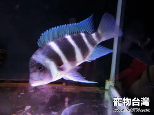 薩伊藍六間魚的外形特點