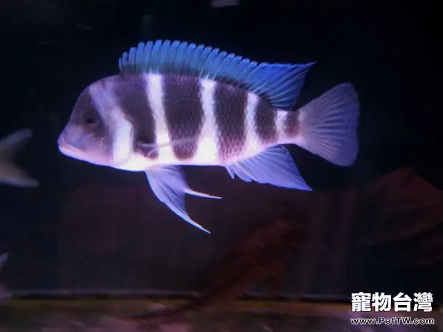 薩伊藍六間魚的飼養環境