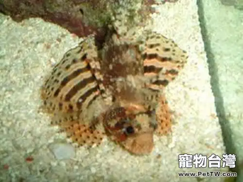 三棘獅子魚的品種簡介(1圖)-寵物台灣