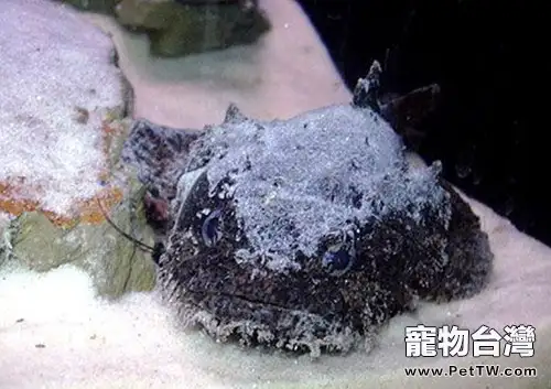 三棘獅子魚的外形特點