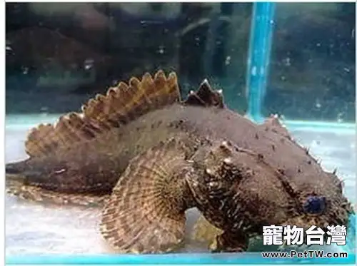 三棘獅子魚的飼養環境(1圖)-寵物台灣