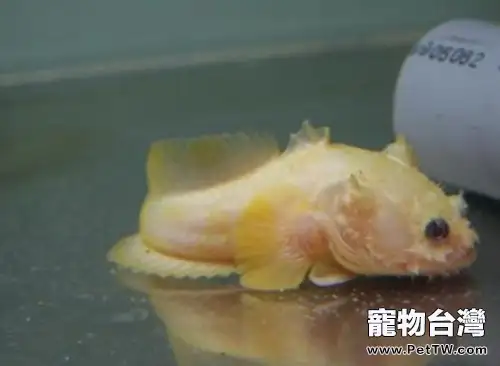 三棘獅子魚的餵食要點(1圖)-寵物台灣