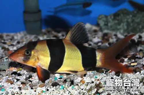 三間鼠魚的品種簡介(1圖)-寵物台灣