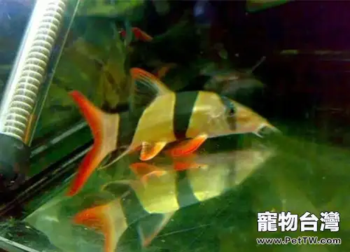 三間鼠魚的外形特點(1圖)-寵物台灣