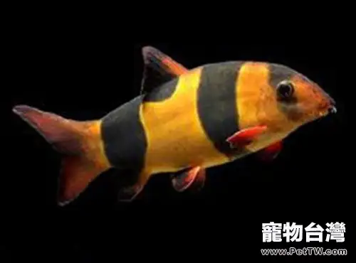 三間鼠魚的飼養環境(1圖)-寵物台灣