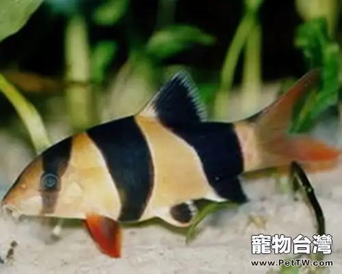 三間鼠魚的餵食要點(1圖)-寵物台灣
