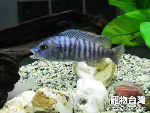 閃電王子魚的品種簡介(1圖)-寵物台灣