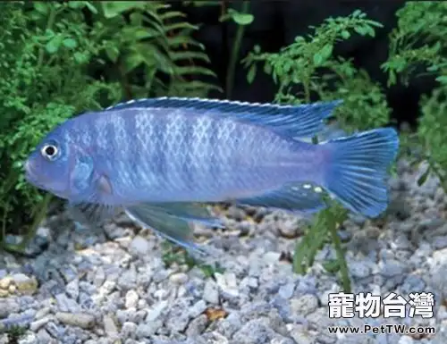 閃電王子魚的外形特點(1圖)-寵物台灣