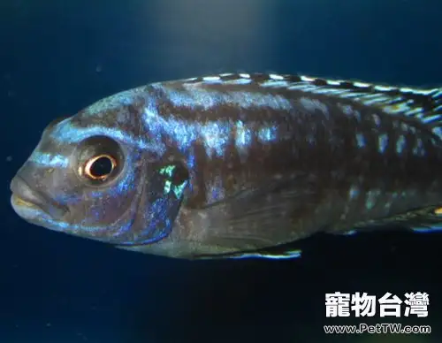 閃電王子魚的飼養環境