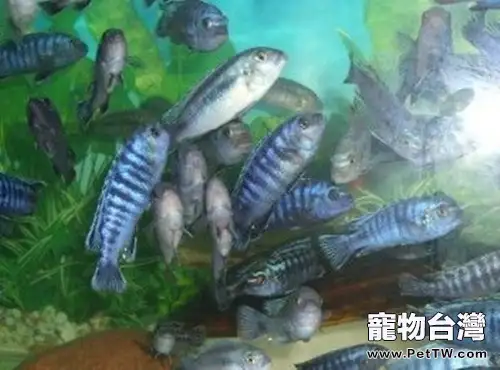 閃電王子魚的餵食要點(1圖)-寵物台灣