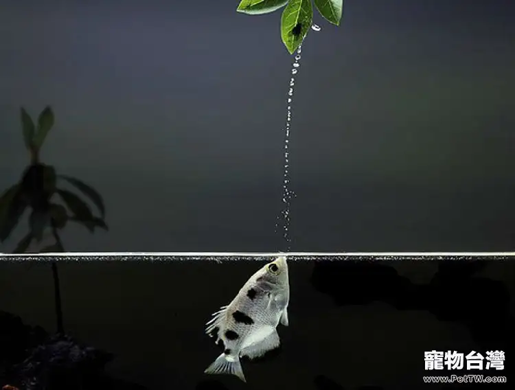 射水魚的品種簡介