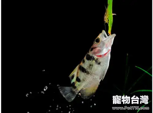 射水魚的外形特點(1圖)-寵物台灣