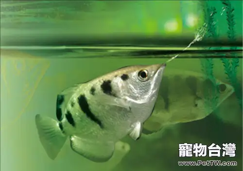 射水魚的飼養環境