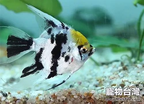 神仙魚的品種簡介(1圖)-寵物台灣