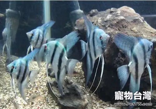 神仙魚的外形特點(1圖)-寵物台灣