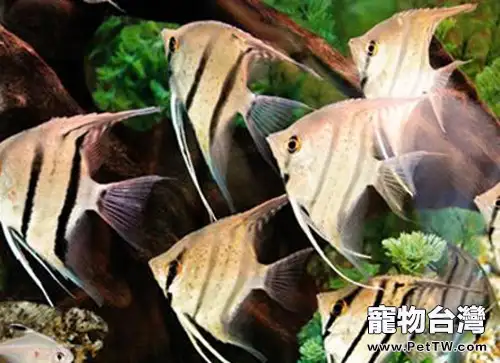 神仙魚的飼養環境(1圖)-寵物台灣