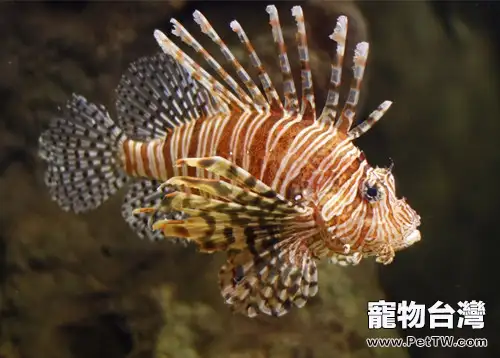 獅子魚的品種簡介