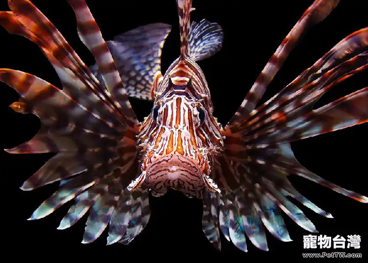 獅子魚的飼養環境(1圖)-寵物台灣
