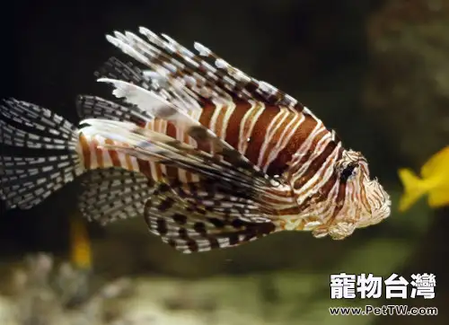 獅子魚的餵食要點(1圖)-寵物台灣