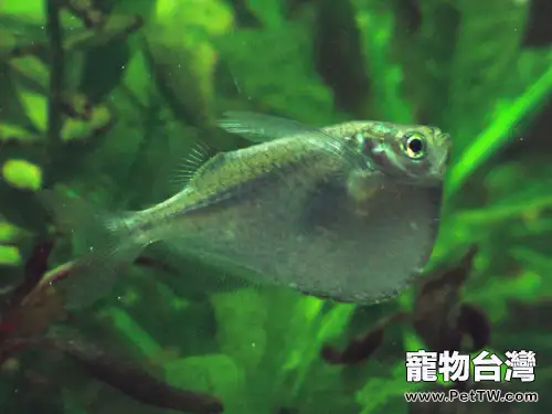 石斧魚的品種簡介