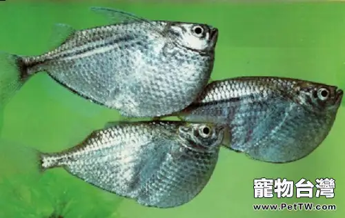 石斧魚的飼養環境