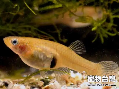 食蚊魚的品種簡介