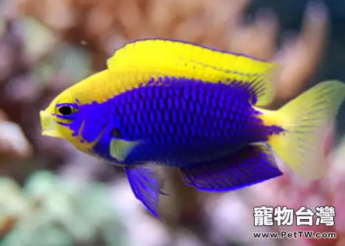 史氏金翅雀鯛的品種簡介(1圖)-寵物台灣