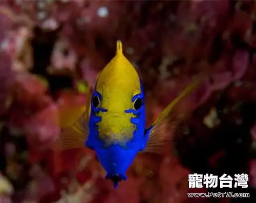 史氏金翅雀鯛的飼養環境(1圖)-寵物台灣
