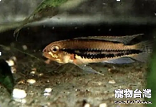 雙帶短鯛的外形特點(1圖)-寵物台灣